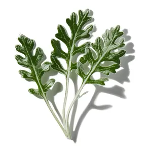 Artemisia (Ngải Cứu)
