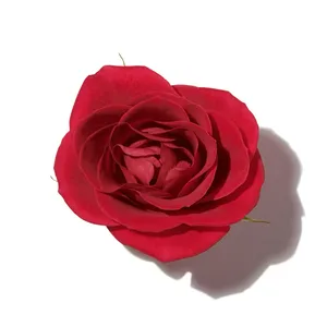 Bulgarian Rose (Hồng Bulgaria)