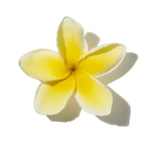 Frangipani (Hoa sứ)