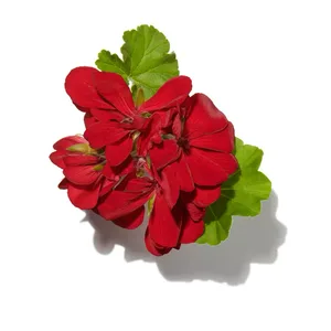 Geranium (Phong Lữ)