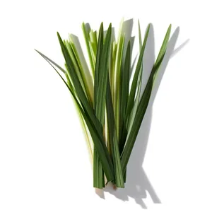 Grass (Cỏ Non)
