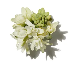 Indian Tuberose (Hoa Huệ Ấn Độ)
