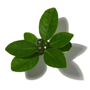 Italian Fig Leaves (Lá Vả Ý)