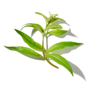Verbena lá chanh