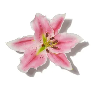 Lily (Hoa huệ tây)