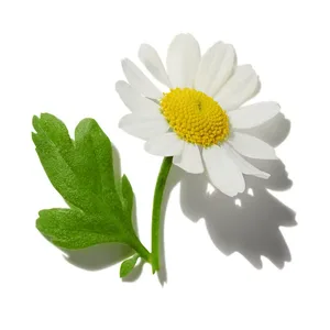 Daisy (Hoa cúc)