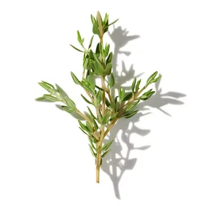 Thyme (Cỏ Xạ Hương)