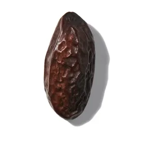 Tonka Bean (Đậu Tonka)