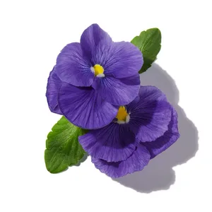 Violet (Hoa Violet)